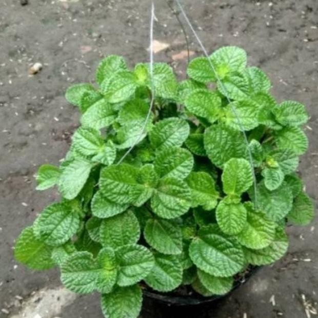 

Terlaris Bibit Daun Min Pepermin (Peppermint) Mint Termurah
