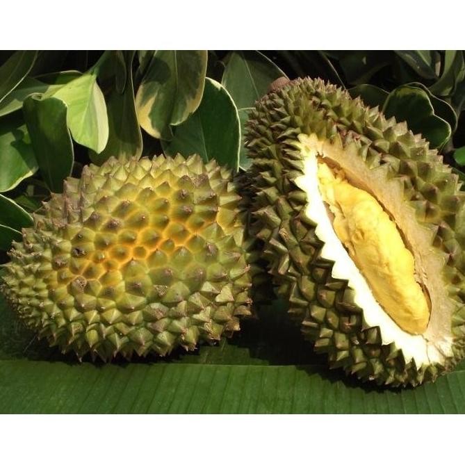 

Terlaris Bibit Tanaman Durian Khani - Harga Super Murah - Kualitas Unggul