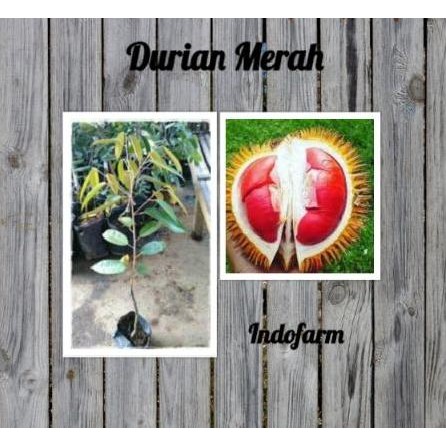 

Terlaris Tanaman Bibit Buah Durian Merah Kaki 1