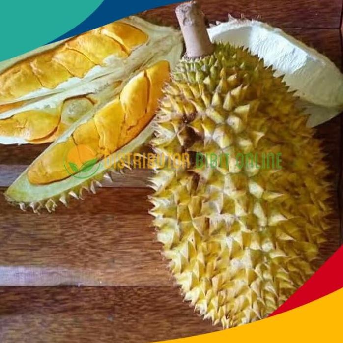 

Terlaris Bibit Buah Durian Simas