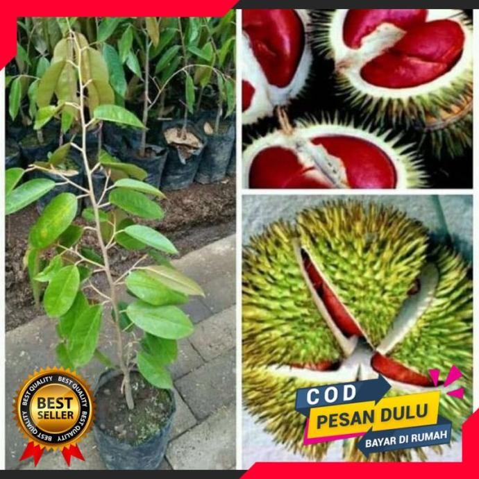 

Terlaris Bibit Durian Merah Banyuwangi