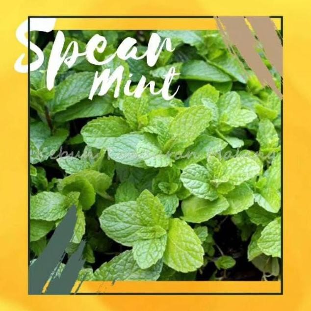 

Terlaris Bibit Daun Mint Unggul