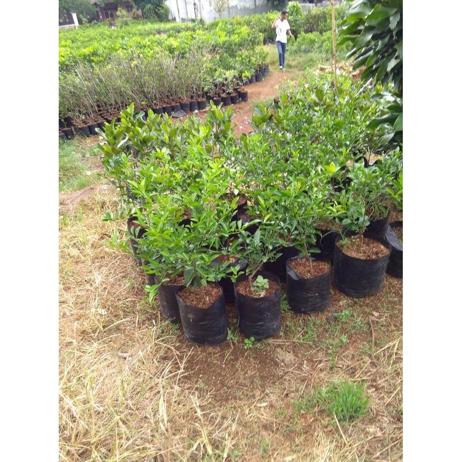 

Terlaris Bibit Pohon Jeruk Nipis / Pohon Jeruk Nipis / Jeruk 089603738447