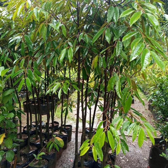 

Terlaris Bibit Durian Musangking Cepat Buah