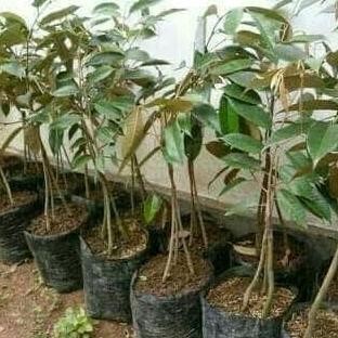

Terlaris Paket 3 Bibit Tanaman Buah Durian Bawor Kaki 3