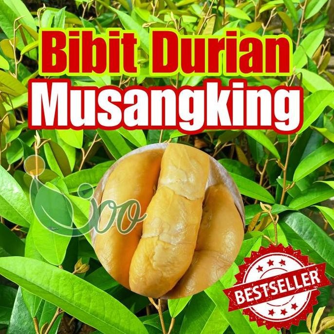 

Terlaris Media Tanam Utuh Bibit Durian Musangking Super Berbuah Cepat