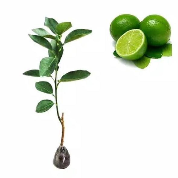 

Terlaris Bibit Tanaman Jeruk Nipis - Tanaman Cangkok