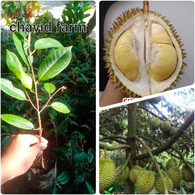 

Terlaris Bibit Durian Simimang Banjarnegara Juara Nasional Stek Okulasi 25-30Cm