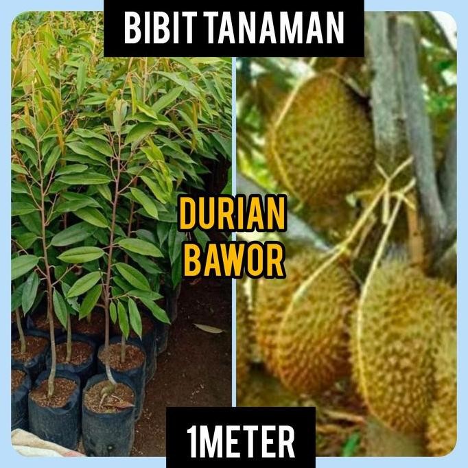 Terlaris Bibit Durian Bawor 1 Meter
