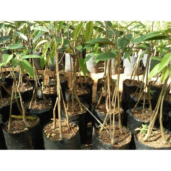 

Terlaris Bibit Buah Durian Musangking Kaki 3 / Musang King Kaki 3 Unggul