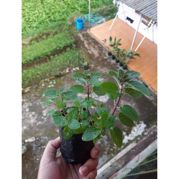 

Terlaris Bibit Mint, Daun Mint, Tanaman Mint, Banana Mint Ocslor 8797Ob