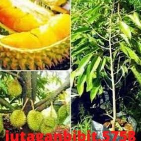 

Terlaris Bibit Buah Durian Simas Okulasi Unggul Murah