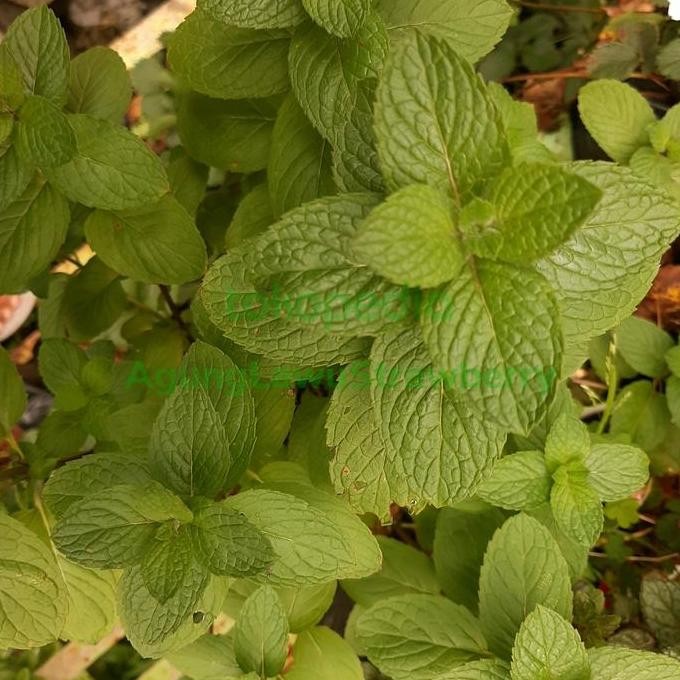 

Terlaris Bibit Mint, Daun Mint, Tanaman Mint, Egyptian Mint