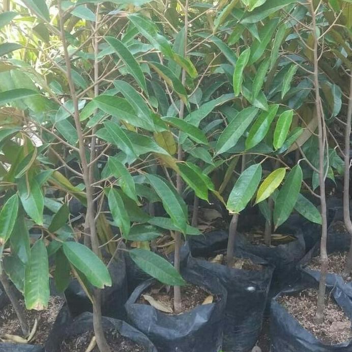 

Terlaris Bibit Tanaman Buah Durian Duri Hitam