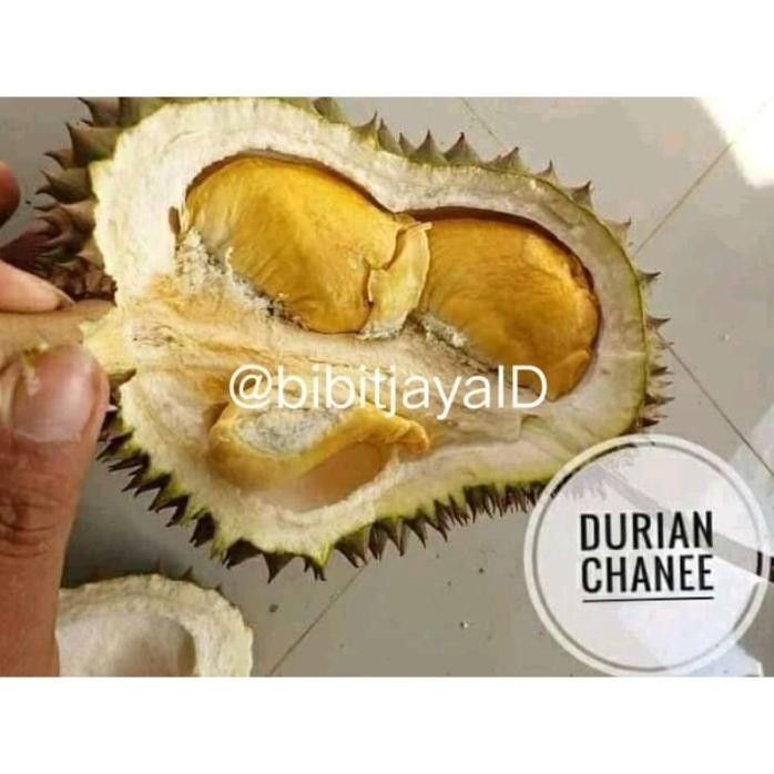 

Terlaris Heboh Bibit Durian Jenis Chane Super Murah #Hasil Okulasi