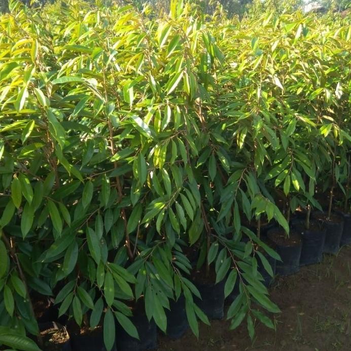 

Terlaris Terbaru Bibit Durian Musangking,Bawor,Duri Hitam Kaki Tunggal