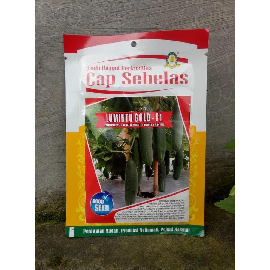 || BANANA / Benih Timun Lumintu Gold F1 20 gram ||~~~