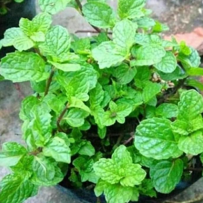 

Terlaris Bibit Tanaman Hias Daun Mint