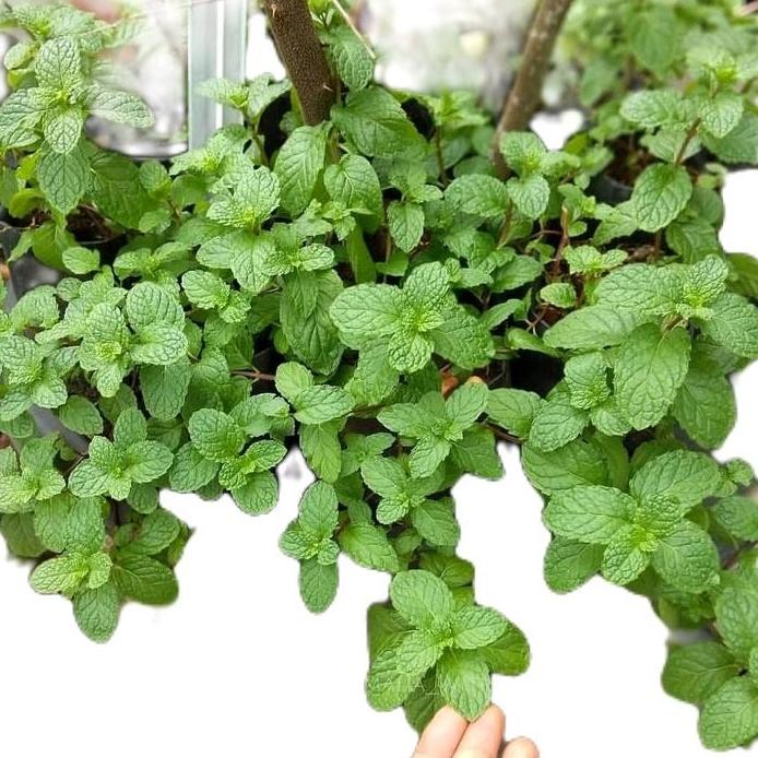 

Terlaris Bibit/Tanaman Daun Mint Jenis Common Mint