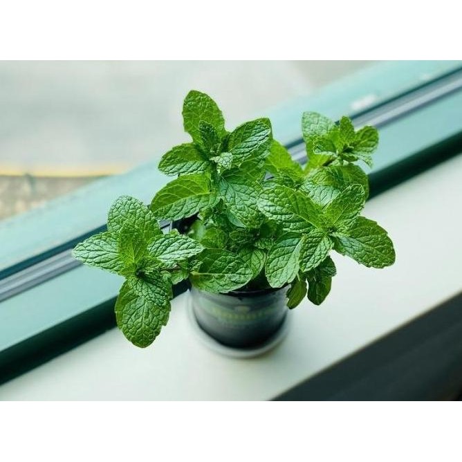 

Terlaris Bibit Tanaman Daun Spearmint - Daun Mint - Menthol - Tanaman Herbal Az