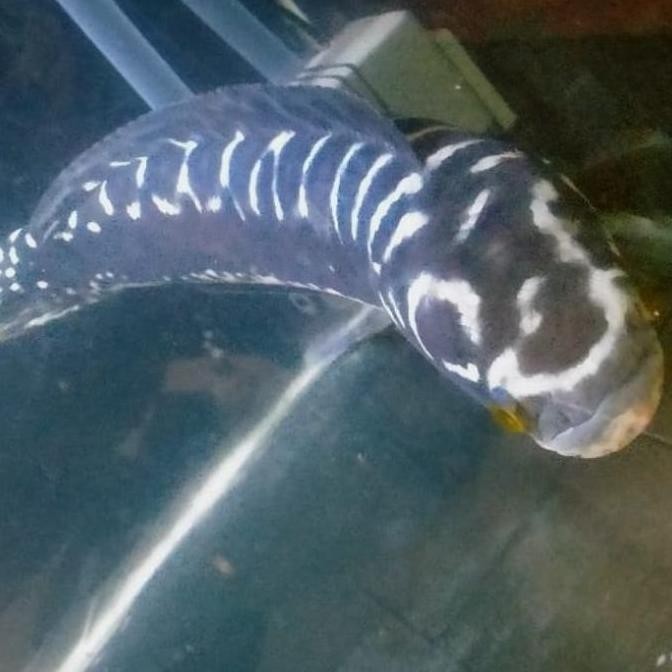 Terlaris Hiasan Aquarium Ikan Channa Toman Ikan Hias Ikan Predator Big Size