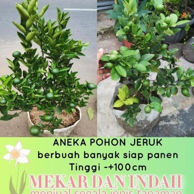 

Terlaris Bibit Pohon Tanaman Buah Jeruk Santang Madu, Jeruk Nagami, Jeruk Lemon, Jeruk Nipis, Jeruk Limo, Jeruk Kip, Jeruk Peras, Jeruk Sambal