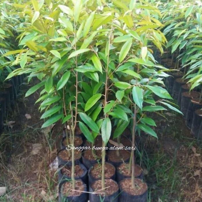 

Terlaris Tanaman Buah Durian Montong / Bibit Tanaman Buah Durian Montong
