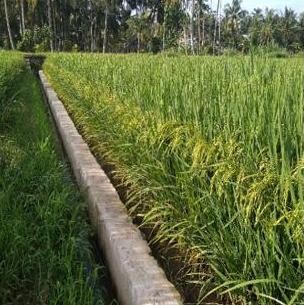 || BANANA / Benih Bibit padi MR 297 kemasan 5 kg Berkualitas ||~~~