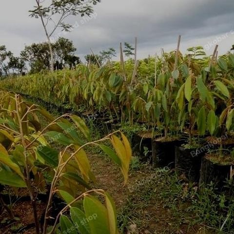

Terlaris Bibit Tanaman Buah Durian Montong Thailand