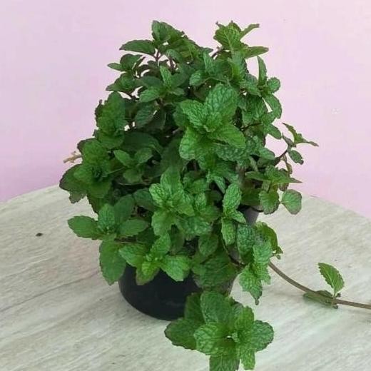 

Terlaris Bibit Daun Mint Rimbun-Bibit Tanaman Herbal Murah