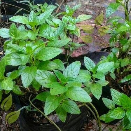 

Terlaris Bibit Tanaman Daun Mint Daun Peppermint