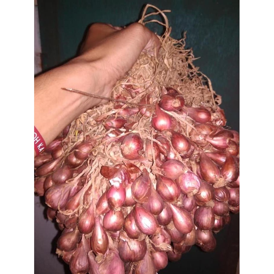 

Terlaris Bibit Bawang Merah Varietas Bima Brebes Bersertifikat