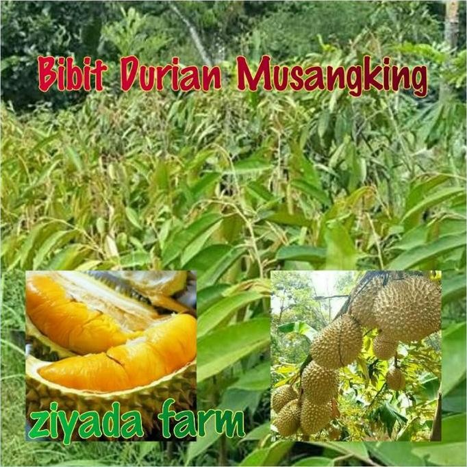 

Terlaris Paket 3 Bibit Tanaman Buah Durian Musangking