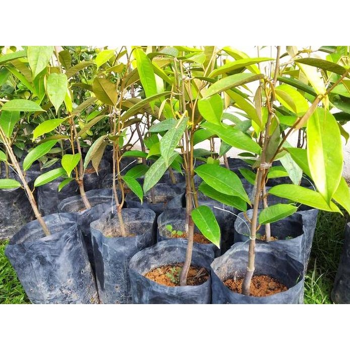 

Terlaris Bibit Durian Duri Hitam Unggul - Siap Tanam Dari Indukan Yang Berbuah