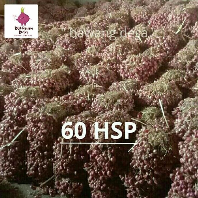 

Terlaris Bibit Bawang Merah Asli Brebes Siap Tanam 1Kg