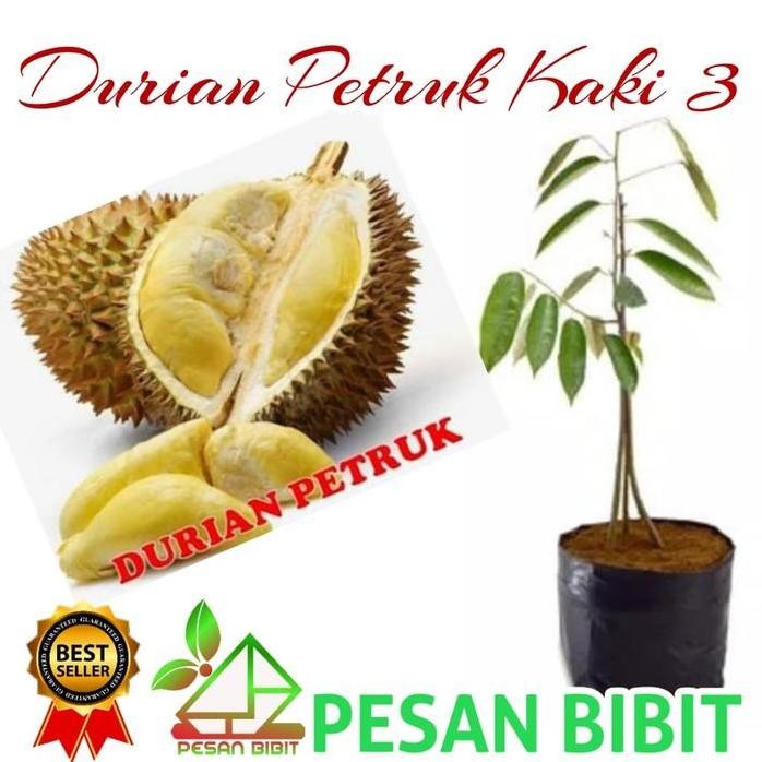 

Terlaris Bibit Durian Petruk Kaki 3