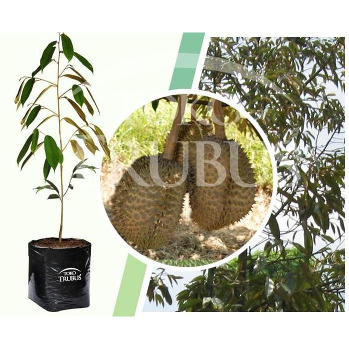 

Terlaris Bibit Tanaman Buah Durian Monthong