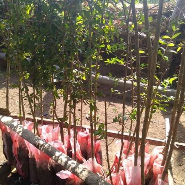 Bibit Buah Delima Merah / bibit buah delima ungu / bibit buah delima putih