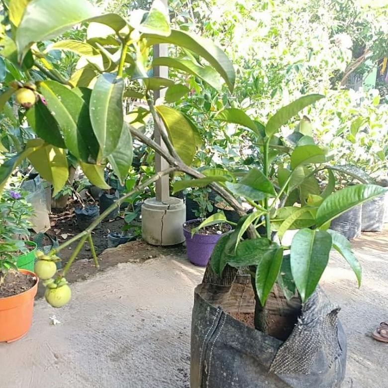 bibit manggis biji kecil bisa berbuah didalam pot -bibit buah-tanaman-pohon-tanaman buah
