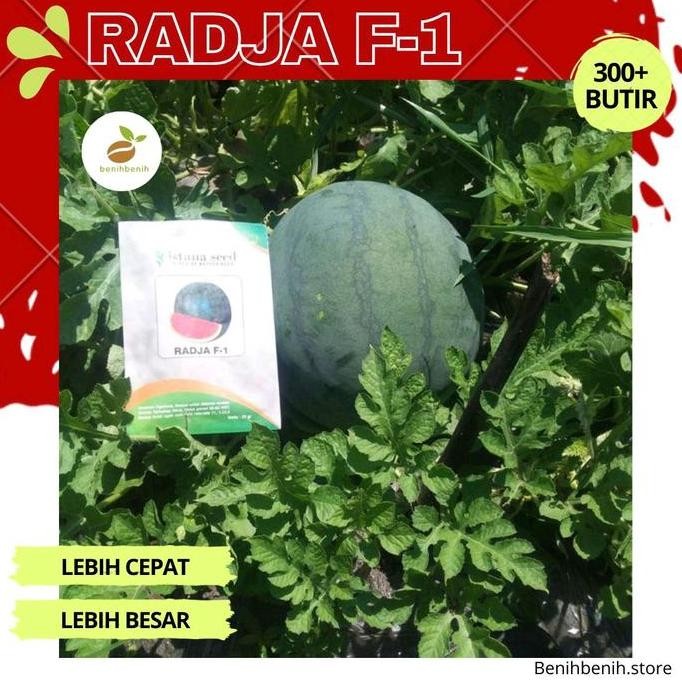 || BANANA / Benih Semangka Non Biji RADJA F1 - Bibit Semangka Non Biji Kualitas Tinggi Buah Besar Ta