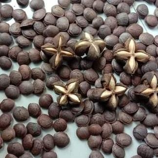 biji benih bibit kacang sacha inchi saca inci 1 kg