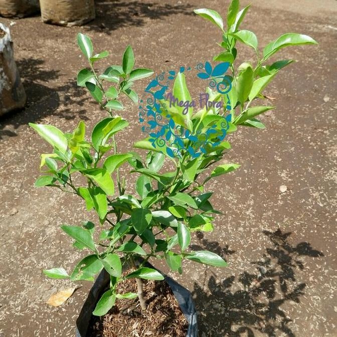 

Bibit Jeruk Limau Tanaman Buah Limo Sambal FRESS