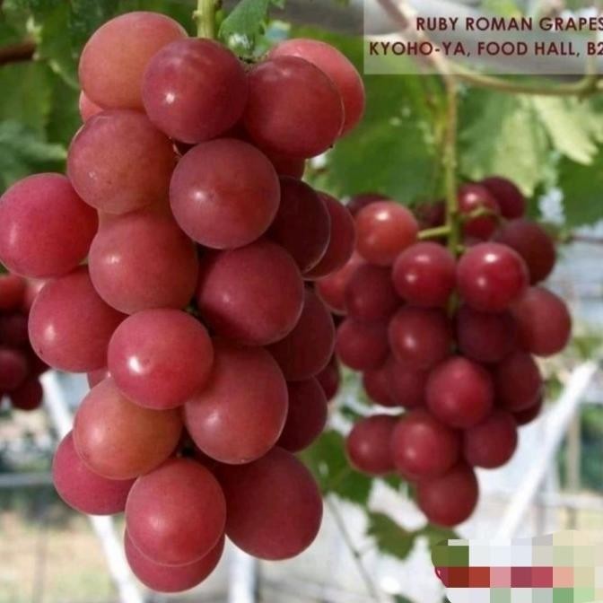

Bibit Tanaman Buah Anggur Import Ruby Romance-Anggur Red Romace Impor FRESS