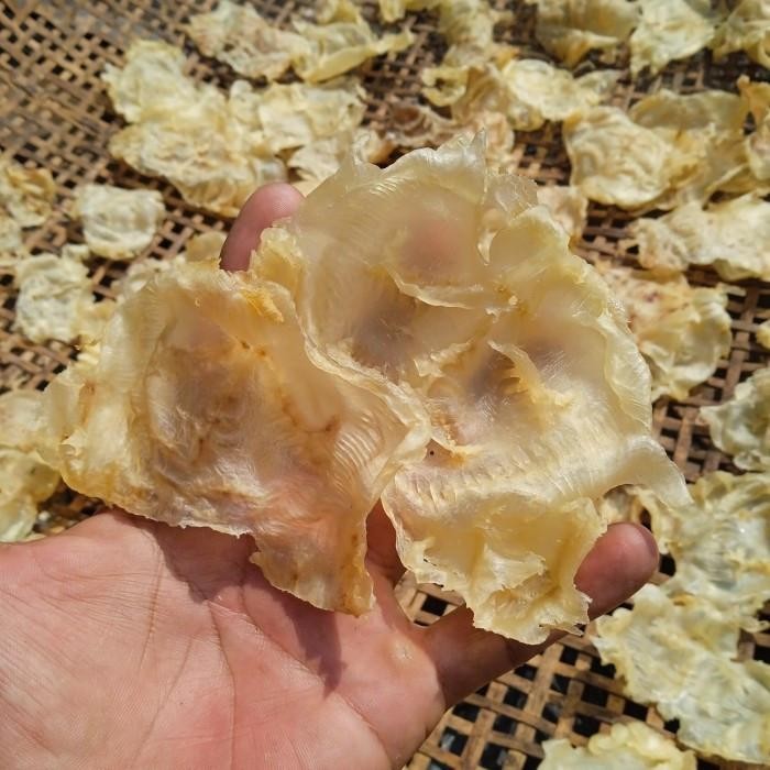 Per 50Gr Hipio Gelembung Katak Perut Ikan Mayung Mentah - Hipio Kakap Katak Mayung