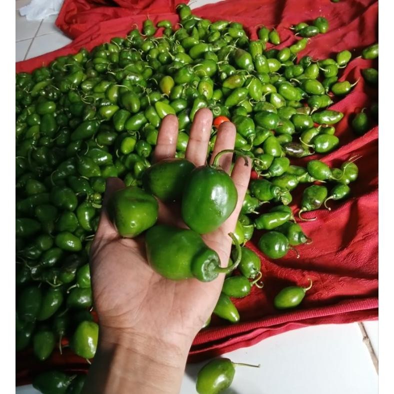 

Tangguh Cabe Gendot Bandung Segar Dan Super Pedas 1000Gr