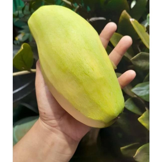 

Desain Elegan 1Kg Pencit Fresh Kriuk Jual Buah Mangga Muda Malang Murah Gratis Ongkir