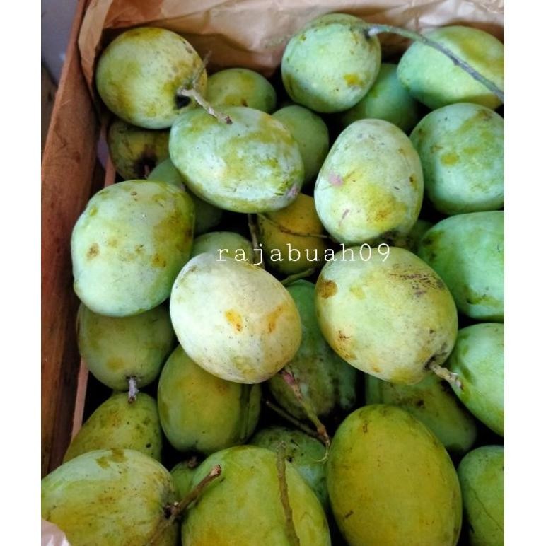 

Tangguh Buah Mangga Indramayu / Mangga Fresh Manis 1Kg
