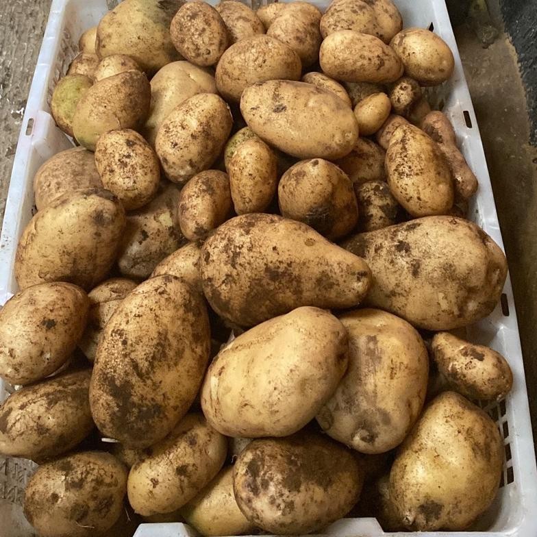 

Original Kentang Dieng 1Kg