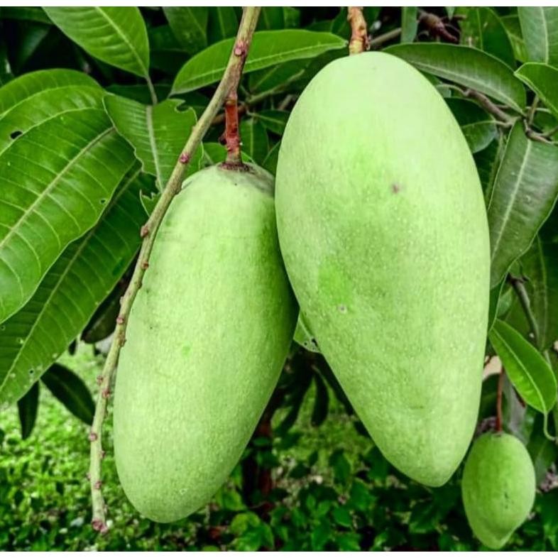 

Trendi 1Kg Pencit Fresh Kriuk Jual Buah Mangga Muda Malang Murah Gratis Ongkir