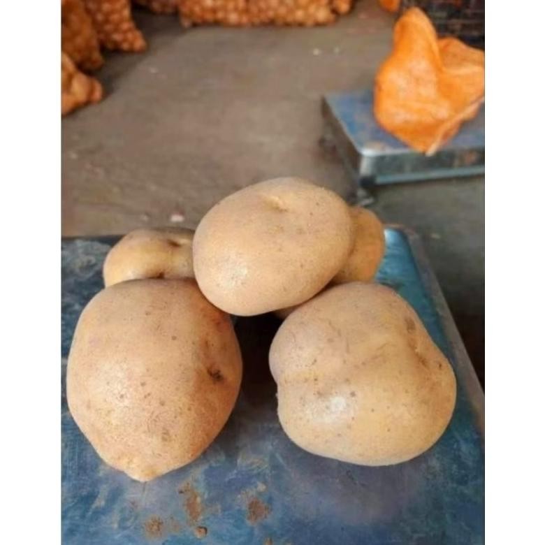 

Luar Biasa Kentang Super Segar Dieng Ukuran (Sedang 1Kg)